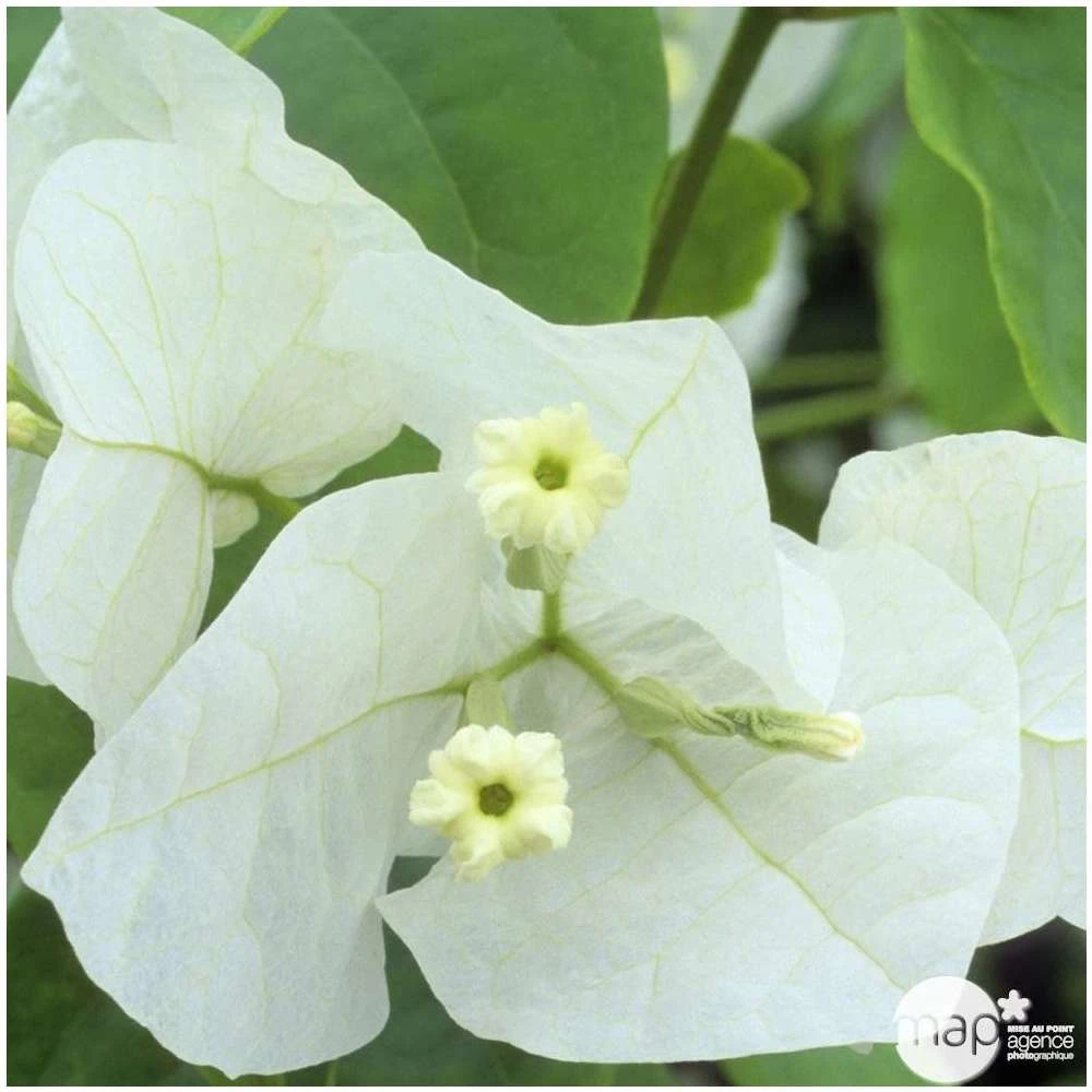Bougainvillea : Pyramide D17cm 4 Bougainvillea : Pyramide D17cm – Image 4