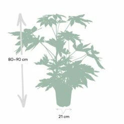 Fatsia Japonica Vert - H85cm, ø21cm - Grande Plante D'intérieur -Emerald Soldes 280af7ba203de514
