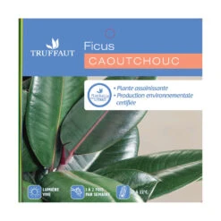 Caoutchouc : 3 Pieds Pot 7 Caoutchouc : 3 Pieds Pot -Emerald Soldes 28705 001