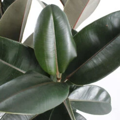 Caoutchouc : 3 Pieds Pot 6 Caoutchouc : 3 Pieds Pot -Emerald Soldes 28705 002