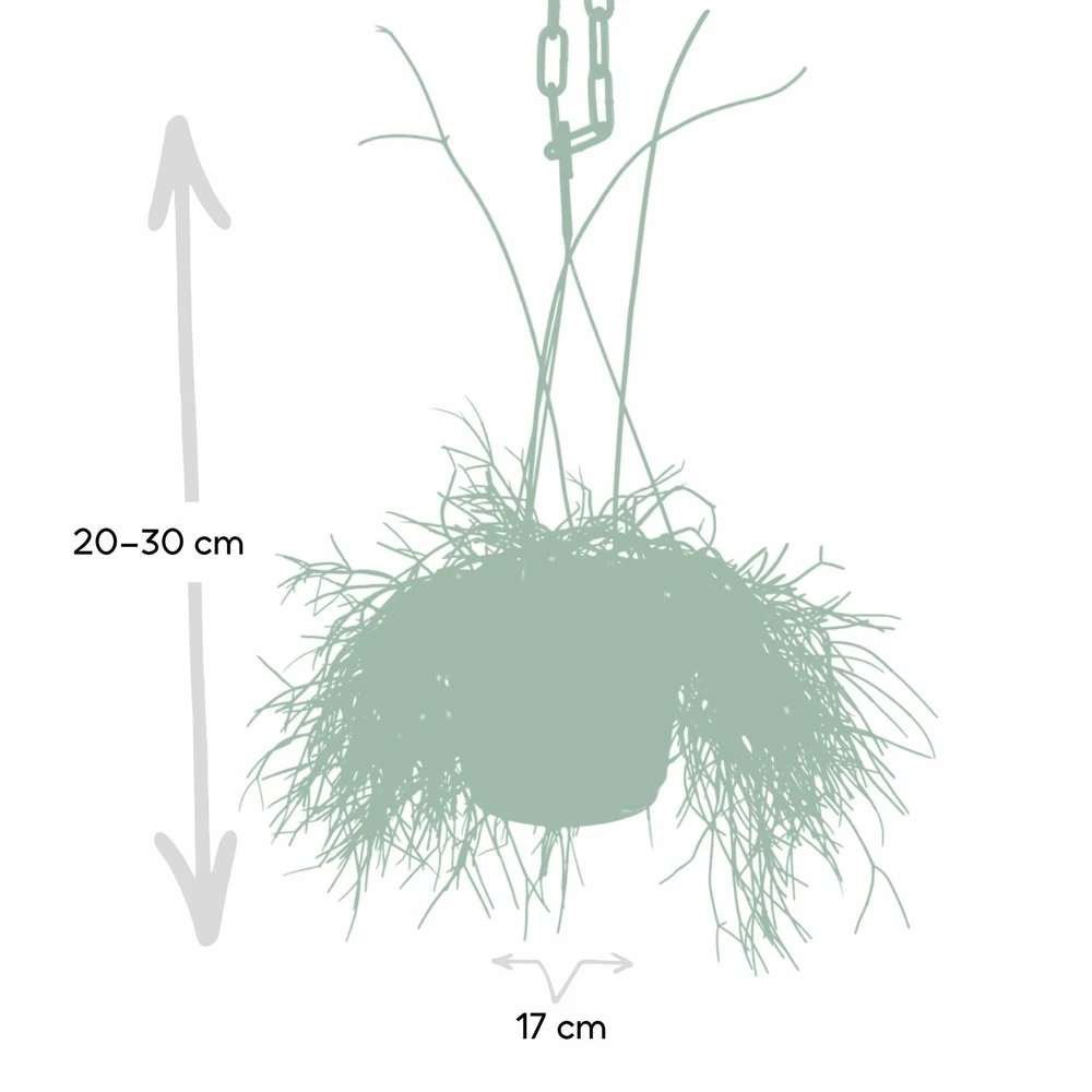 Rhipsalis Baccifera - H30cm, ø12cm - Plante D'intérieur Tombante 3 Rhipsalis Baccifera - H30cm, ø12cm - Plante D'intérieur Tombante – Image 3