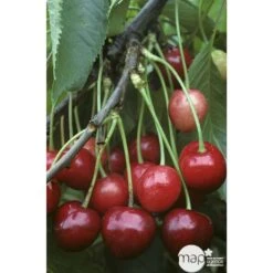 Cerisier Bigarreau Marmotte : Demi Tige Ctr 15 Litres -Emerald Soldes 29603 002