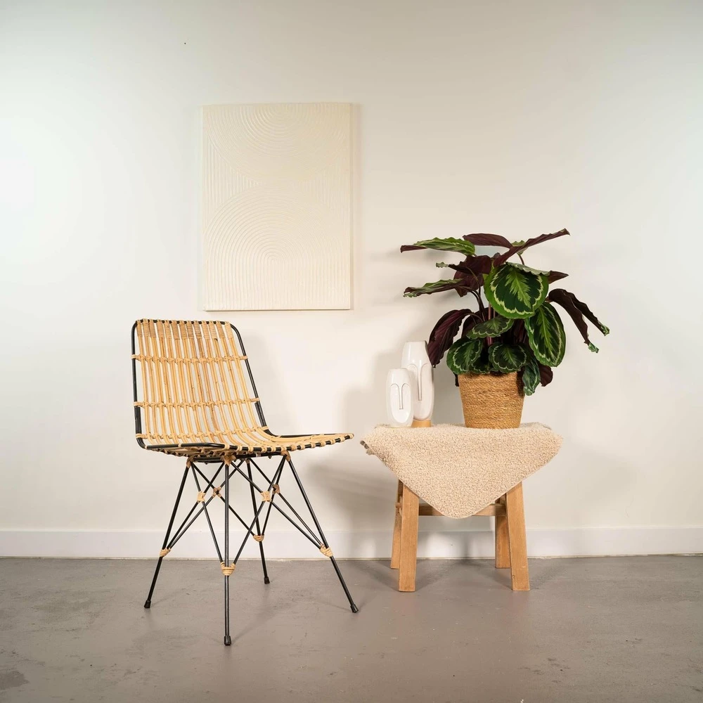 Calathea Medallion - H65cm, ø19cm - Plante D'intérieur 2 Calathea Medallion - H65cm, ø19cm - Plante D'intérieur – Image 2