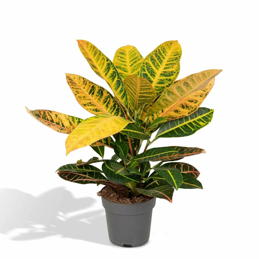 Codiaeum Petra Croton - H45cm, ø17cm - Plante D'intérieur 1 Codiaeum Petra Croton - H45cm, ø17cm - Plante D'intérieur