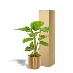 L'alocasia Portodora Et Son Cache-pot Doré - H80cm, ø21cm - Grande Plante D'intérieur -Emerald Soldes 2c7a5efbb044a121