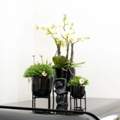 Rhipsalis Baccifera - H10cm, ø6cm - Plante D'intérieur -Emerald Soldes 30cc427b0a29f939