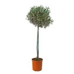 Olivier, Olea Europeae : H100 Cm Tige Pot D20cm 7 Olivier, Olea Europeae : H100 Cm Tige Pot D20cm -Emerald Soldes 316246 001
