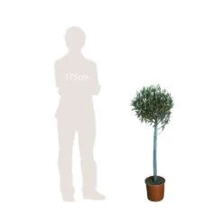 Olivier, Olea Europeae : H100 Cm Tige Pot D20cm 6 Olivier, Olea Europeae : H100 Cm Tige Pot D20cm -Emerald Soldes 316246 002