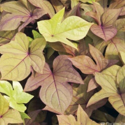 Ipomée : Plateau De 6 Plants En Godets Ø 8 Cm 11 Ipomée : Plateau De 6 Plants En Godets Ø 8 Cm -Emerald Soldes 318186 008