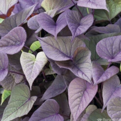 Ipomée : Plateau De 6 Plants En Godets Ø 8 Cm 9 Ipomée : Plateau De 6 Plants En Godets Ø 8 Cm -Emerald Soldes 318186 010