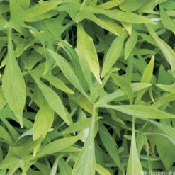 Ipomée : Plateau De 6 Plants En Godets Ø 8 Cm 10 Ipomée : Plateau De 6 Plants En Godets Ø 8 Cm -Emerald Soldes 318186 011