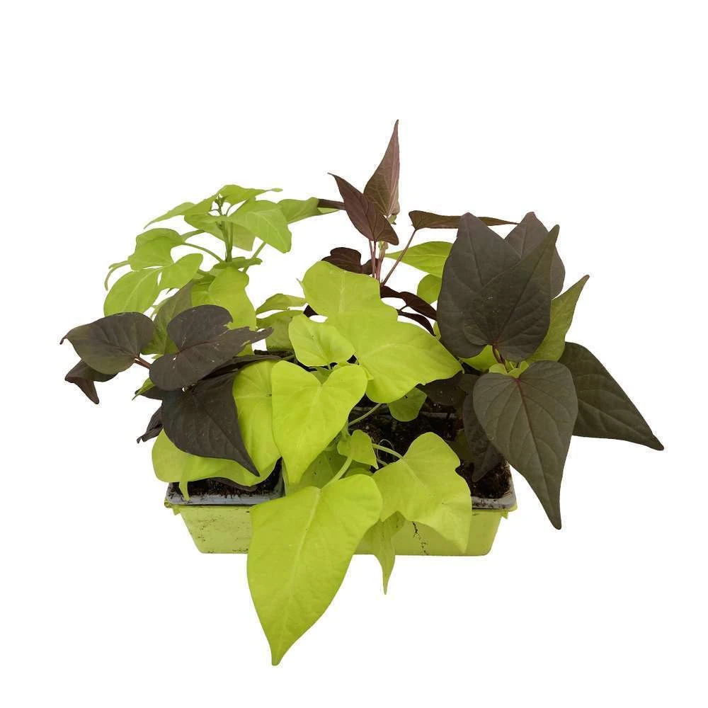 Ipomée : Plateau De 6 Plants En Godets Ø 8 Cm 7 Ipomée : Plateau De 6 Plants En Godets Ø 8 Cm – Image 7