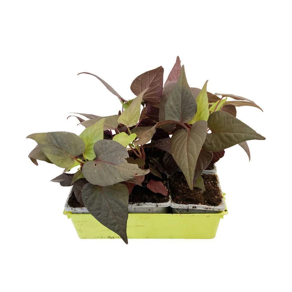 Ipomée : Plateau De 6 Plants En Godets Ø 8 Cm 1 Ipomée : Plateau De 6 Plants En Godets Ø 8 Cm