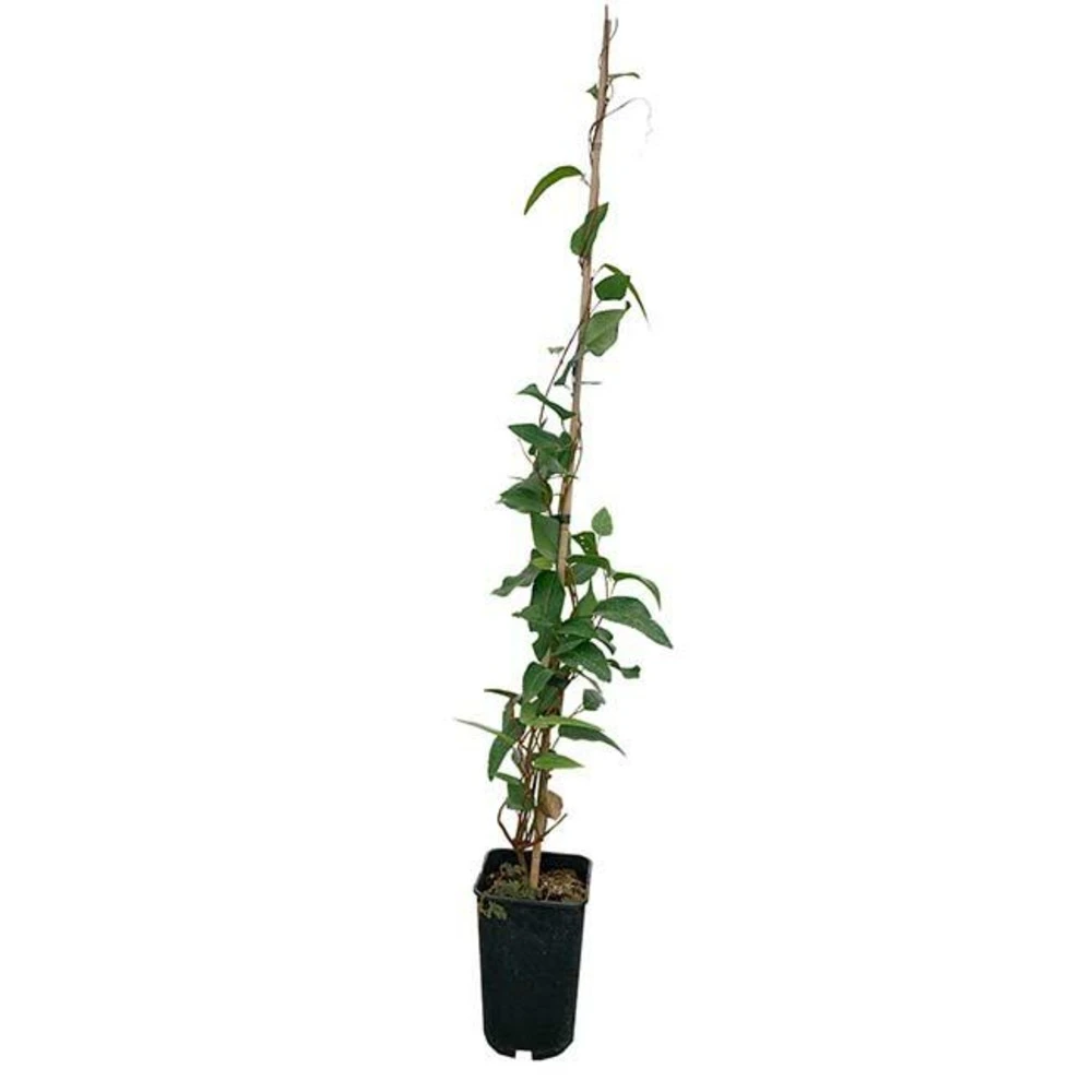 Hardenbergia Violacea - Hardenbergia Violacea 3l 4 Hardenbergia Violacea - Hardenbergia Violacea 3l – Image 4