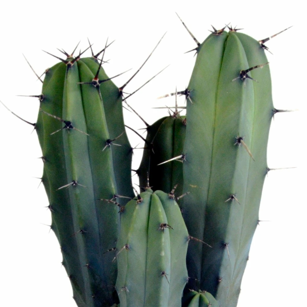 Myrtillocactus - H40cm, ø17cm - Plante D'intérieur Facile D'entretien 4 Myrtillocactus - H40cm, ø17cm - Plante D'intérieur Facile D'entretien – Image 4