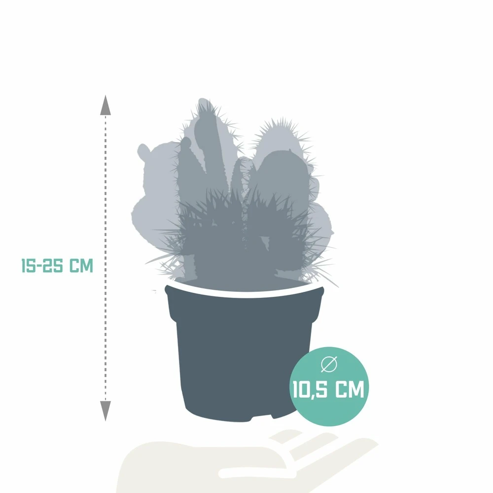 Cactus, Box De 3 Plantes - H15cm, ø10,5cm - Plantes D'intérieur 2 Cactus, Box De 3 Plantes - H15cm, ø10,5cm - Plantes D'intérieur – Image 2