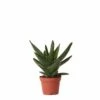 Aloe Brevifolia - H14cm, ø6cm - Plante D'intérieur Facile D'entretien