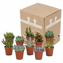 Succulentes, Box De 10 Plantes - H13cm, ø5,5cm - Plantes D'intérieur 7 Succulentes, Box De 10 Plantes - H13cm, ø5,5cm - Plantes D'intérieur -Emerald Soldes 34c5cec915ff5cc9