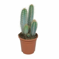 Pilosocereus Azureus - H40cm, ø17cm - Plante D'intérieur