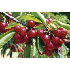 Cerisier Coeur De Pigeon : ½ Tige, 4-5 Ans, H 170-180 Cm 6 Cerisier Coeur De Pigeon : ½ Tige, 4-5 Ans, H 170-180 Cm -Emerald Soldes 37589 002