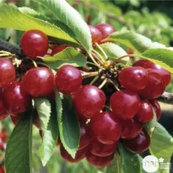 Cerisier Coeur De Pigeon : ½ Tige, 4-5 Ans, H 170-180 Cm 7 Cerisier Coeur De Pigeon : ½ Tige, 4-5 Ans, H 170-180 Cm -Emerald Soldes 37589 003