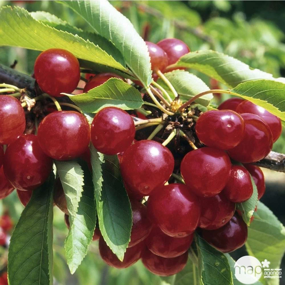 Cerisier Coeur De Pigeon : ½ Tige, 4-5 Ans, H 170-180 Cm 4 Cerisier Coeur De Pigeon : ½ Tige, 4-5 Ans, H 170-180 Cm – Image 4