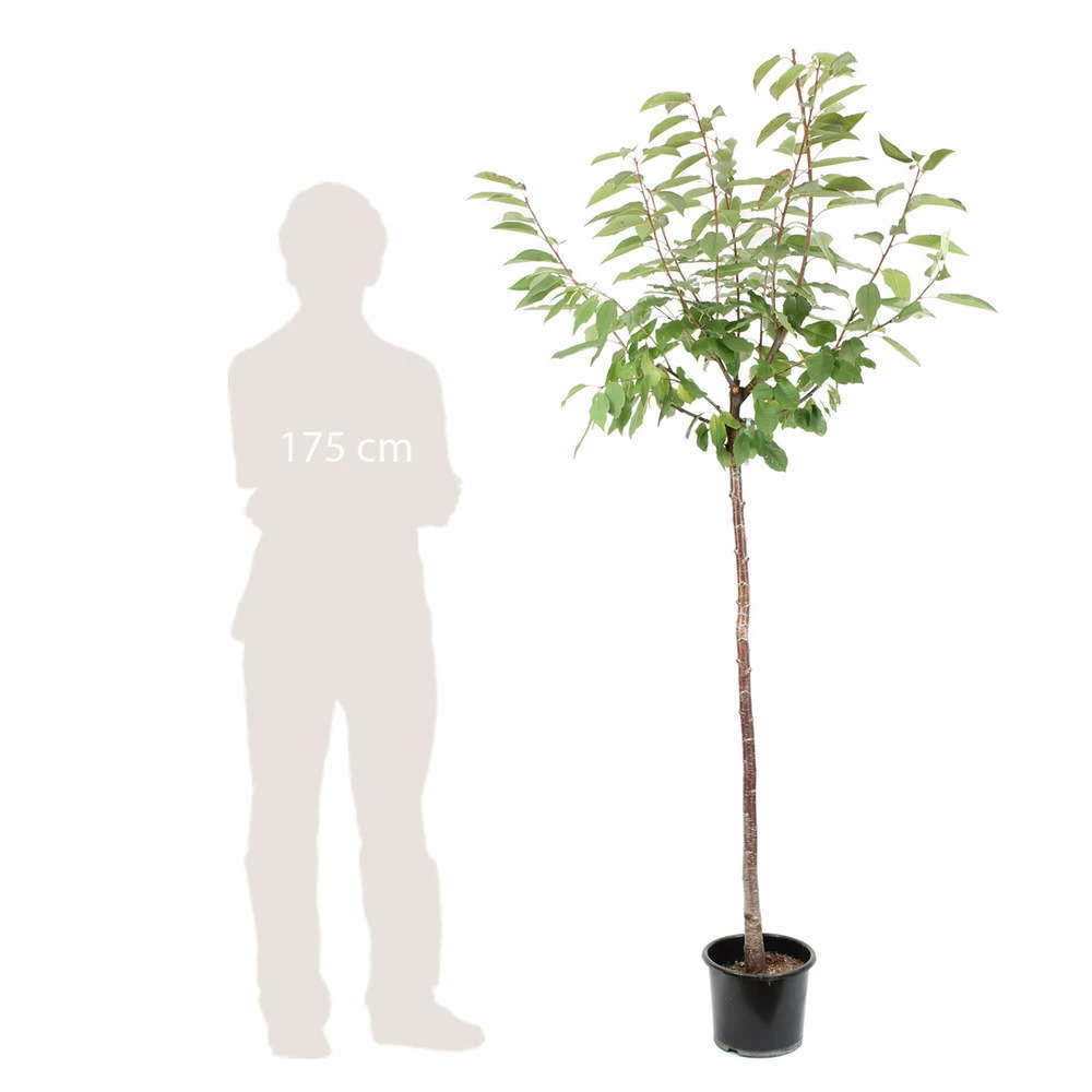 Cerisier Coeur De Pigeon : ½ Tige, 4-5 Ans, H 170-180 Cm 2 Cerisier Coeur De Pigeon : ½ Tige, 4-5 Ans, H 170-180 Cm – Image 2