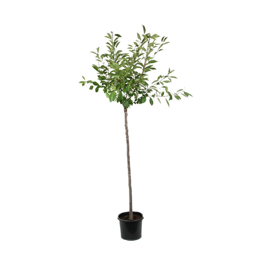 Cerisier Griotte Montmorency : ½ Tige, 4-5 Ans, H 170-180 Cm 1 Cerisier Griotte Montmorency : ½ Tige, 4-5 Ans, H 170-180 Cm