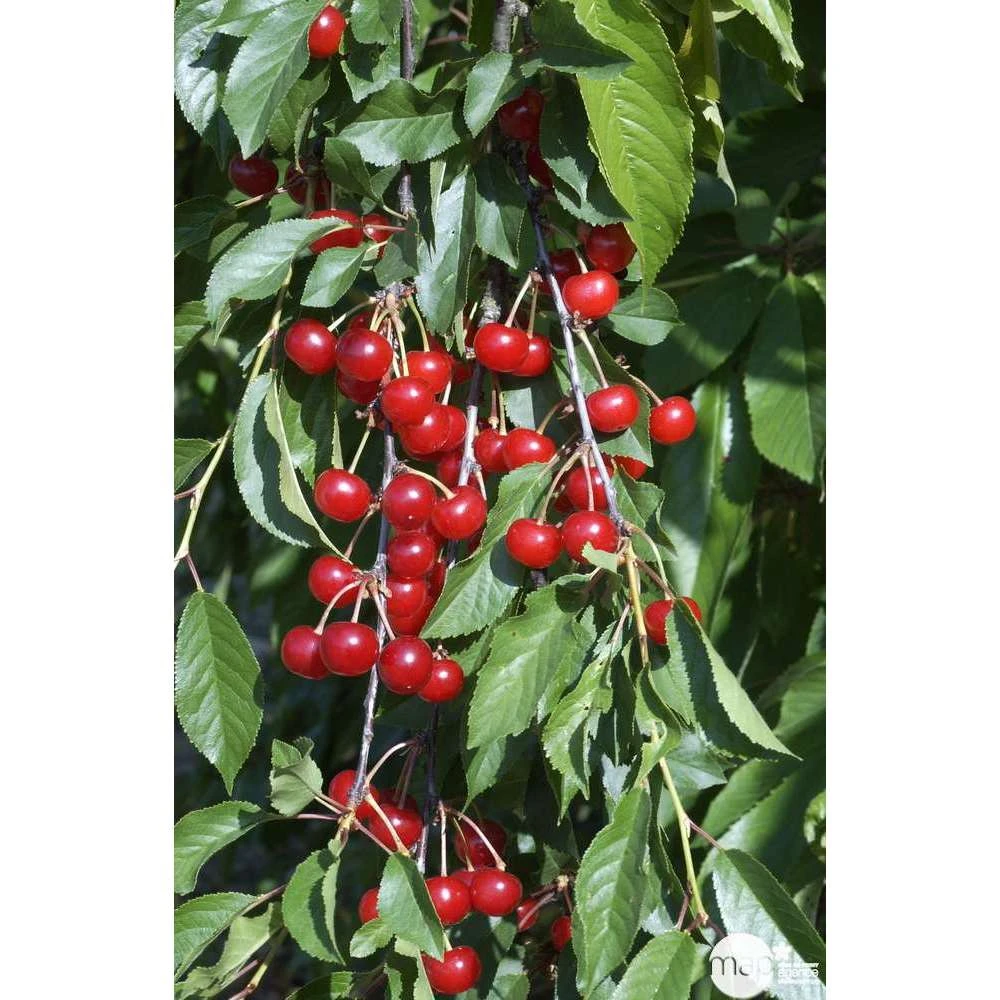 Cerisier Griotte Montmorency : ½ Tige, 4-5 Ans, H 170-180 Cm 6 Cerisier Griotte Montmorency : ½ Tige, 4-5 Ans, H 170-180 Cm – Image 6