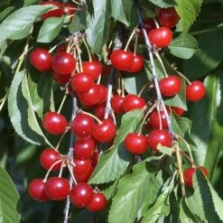 Cerisier Griotte Montmorency : ½ Tige, 4-5 Ans, H 170-180 Cm 13 Cerisier Griotte Montmorency : ½ Tige, 4-5 Ans, H 170-180 Cm -Emerald Soldes 37611 010