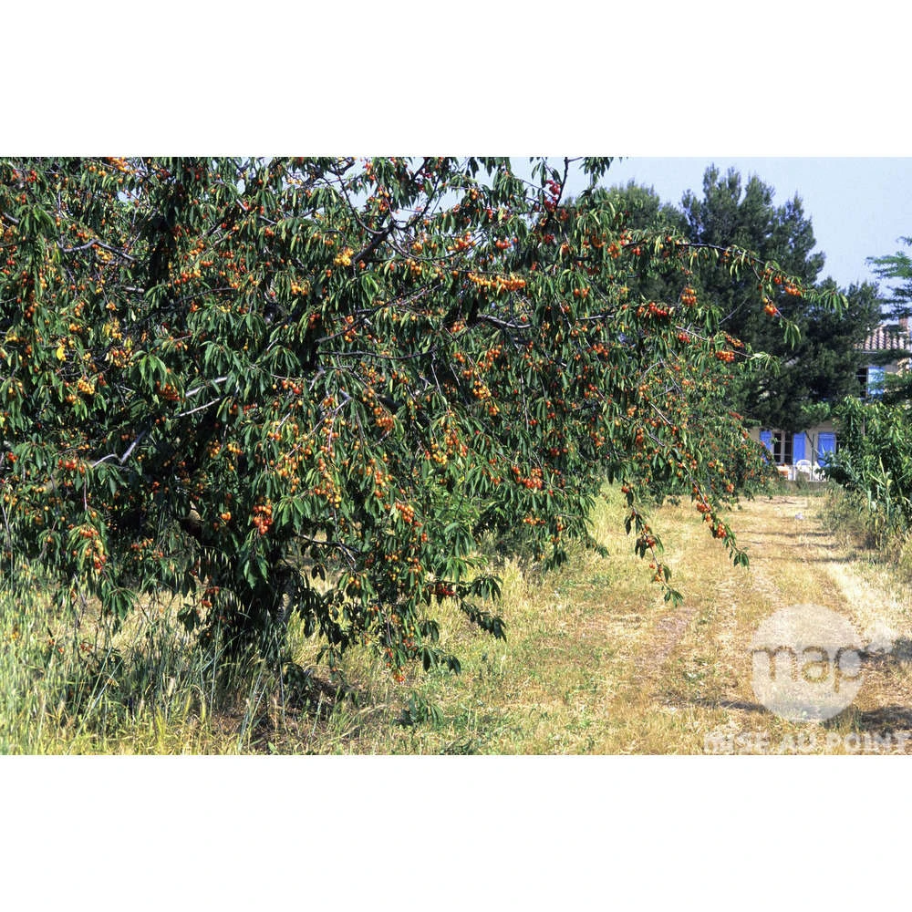 Cerisier Bigarreau Napoléon : Gobelet 3 Ans D'âge Ctr 12 Litres 2 Cerisier Bigarreau Napoléon : Gobelet 3 Ans D'âge Ctr 12 Litres – Image 2