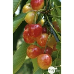 Cerisier Bigarreau Napoléon : Gobelet 3 Ans D'âge Ctr 12 Litres 8 Cerisier Bigarreau Napoléon : Gobelet 3 Ans D'âge Ctr 12 Litres -Emerald Soldes 37627 004