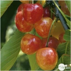 Cerisier Bigarreau Napoléon : Gobelet 3 Ans D'âge Ctr 12 Litres 9 Cerisier Bigarreau Napoléon : Gobelet 3 Ans D'âge Ctr 12 Litres -Emerald Soldes 37627 006