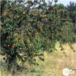 Cerisier Bigarreau Napoléon : Gobelet 3 Ans D'âge Ctr 12 Litres 7 Cerisier Bigarreau Napoléon : Gobelet 3 Ans D'âge Ctr 12 Litres -Emerald Soldes 37627 007