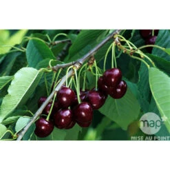 Cerisier Bigarreau Reverchon : Gobelet 3 Ans D'âge Ctr 12 Litres -Emerald Soldes 37634 003
