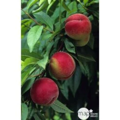 Pêcher à Chair Blanche Amsden : Demi Tige Ctr 15 Litres -Emerald Soldes 37642 002