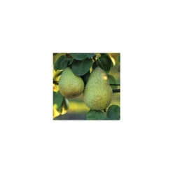 Poirier Beurré Hardy : Gobelet 3 Ans D'âge Ctr 12 Litres -Emerald Soldes 37673 003