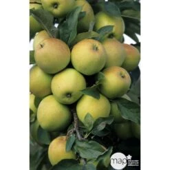 Pommier Golden Delicious : Gobelet 3 Ans D'âge Ctr 12 Litres -Emerald Soldes 37730 003