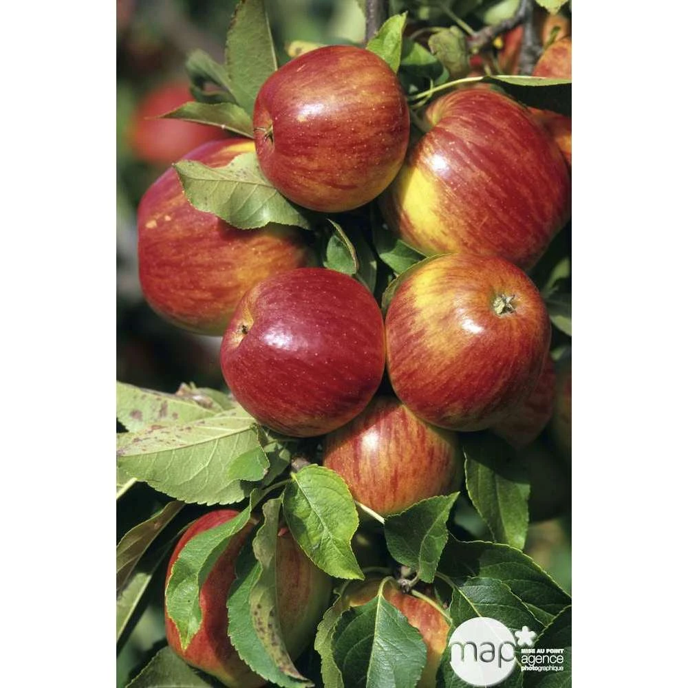 Pommier Jonagold : Gobelet 3 Ans D'âge Ctr 12 Litres 2 Pommier Jonagold : Gobelet 3 Ans D'âge Ctr 12 Litres – Image 2