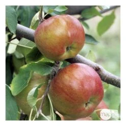 Pommier Melrose : ½ Tige, 4-5 Ans, H 170-180 Cm -Emerald Soldes 37765 008