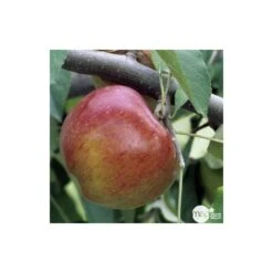 Pommier Melrose : Gobelet 3 Ans D'âge Ctr 12 Litres -Emerald Soldes 37769 004