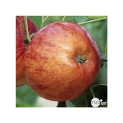 Pommier Reine Des Reinettes : Gobelet 3 Ans D'âge Ctr 12 Litres -Emerald Soldes 37779 004