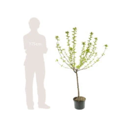 Pommier Reine Des Reinettes : Gobelet 3 Ans D'âge Ctr 12 Litres -Emerald Soldes 37779 006