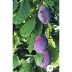 Prunier Quetsche D'Alsace : ½ Tige, 4-5 Ans, H 170-180 Cm 8 Prunier Quetsche D'Alsace : ½ Tige, 4-5 Ans, H 170-180 Cm -Emerald Soldes 37821 002