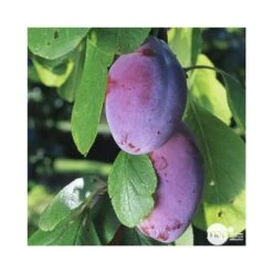 Prunier Quetsche D'Alsace : ½ Tige, 4-5 Ans, H 170-180 Cm 9 Prunier Quetsche D'Alsace : ½ Tige, 4-5 Ans, H 170-180 Cm -Emerald Soldes 37821 003