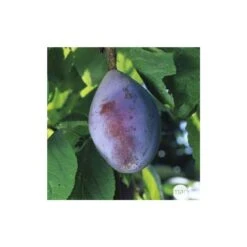 Prunier Quetsche D'Alsace : ½ Tige, 4-5 Ans, H 170-180 Cm 7 Prunier Quetsche D'Alsace : ½ Tige, 4-5 Ans, H 170-180 Cm -Emerald Soldes 37821 005