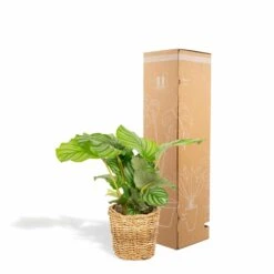 Calathea Orbifolia Et Son Panier Naturel - H40cm, ø14 Cm - Plante D'intérieur 8 Calathea Orbifolia Et Son Panier Naturel - H40cm, ø14 Cm - Plante D'intérieur -Emerald Soldes 3804fcc636f2001e