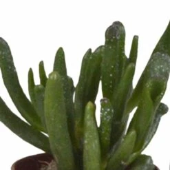 Succulentes, Box De 10 Plantes - H13cm, ø5,5cm - Plantes D'intérieur 8 Succulentes, Box De 10 Plantes - H13cm, ø5,5cm - Plantes D'intérieur -Emerald Soldes 38597c9dc9524b65