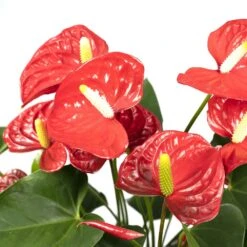 Anthurium Rouge - H55cm, ø17cm - Plante D'intérieur 7 Anthurium Rouge - H55cm, ø17cm - Plante D'intérieur -Emerald Soldes 38b54ea20ca73bf4