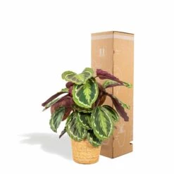 Calathea Médaillon Et Son Panier Naturel - H65cm, ø19cm - Plante D'intérieur 8 Calathea Médaillon Et Son Panier Naturel - H65cm, ø19cm - Plante D'intérieur -Emerald Soldes 39375a6afe5bd28e